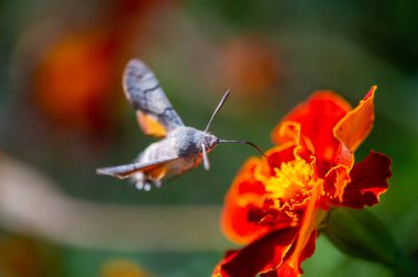 Harika bir şahin güvesi zarif bir şekilde parlak bir çiçeğe tünemiş. Fotoğrafçılık yoluyla doğanın güzelliğini ve canlılığını yakalayın. Doğal Odaklanma