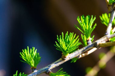 Baharın ilk zamanlarındaki bir manzarada göze çarpan bir ağaç. Çıplak dallarda koni benzeri belirgin şekiller. Yeşil iğneler görünmeye başlıyor. Gri kış sonu manzarasına renk katar.