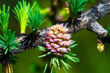 Parlak pembe kozalakların eşsiz güzelliği. Bahar doğasının harikasına dalmak. Tüm ihtişamıyla çiçek açan çam ağaçlarının ender görüntüsünü yakalayın..
