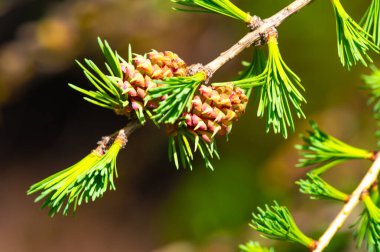 Baharda parlak pembe karaçam konilerinin tadını çıkar. Doğaya dokun ve güzelliğini takdir et. Çiçekli çam ağaçlarının eşsiz fenomenine tanık olun..