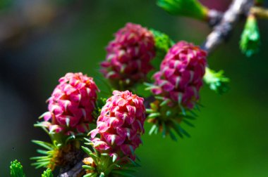 Parlak pembe karaçam konisi manzaraya biraz renk katar. Çam dalı güzel bir doku kontrastı yaratır. Doğanın güzelliği bu basit ama çarpıcı görüntüde gösteriliyor..