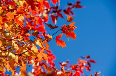 Kırmızı, turuncu ve sarı yaprakların canlı gölgeleri çarpıcı bir zemin oluşturur. Sıcak güneş ışığı renkli yaprakların arasından süzülerek büyülü bir atmosfer yaratır. Büyüleyici bir manzara.