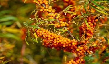 Deniz dikenleri A, B1, B2, B6, C ve diğer aktif bileşenleri içerir. Mide, bağırsak ülseri ve mide yanması belirtilerine karşı bazı aktiviteleri olabilir..