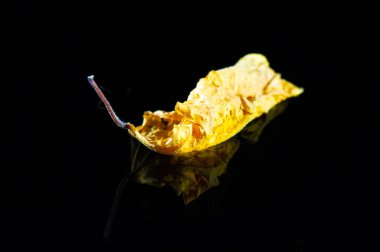 Parlak sarı amber yaprağı ile koyu arkaplan arasında çarpıcı bir tezat var. Herhangi bir tasarım projesine renk katmak için ideal. Doğanın güzelliğini basit ama çarpıcı bir şekilde yakalar..