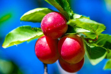 Prunus cerasifera is a species of plum known by the common names cherry plum and world balance plum. It is native to southeastern Europe and western Asia, and is naturalized in the British Isles clipart