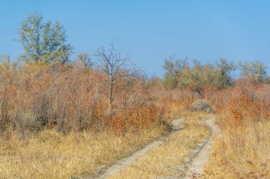 Sonbahar, Steppe. Çayırlar. Çölün uçsuz bucaksız alanlarında tozlu bir yol. Maceracıları keşfedilmemiş topraklara götürüyor. Çöl Kaşifi