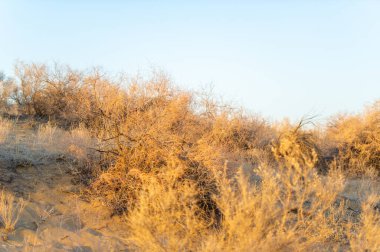 Sonbahar. Steppe. Gün batımı. Kendinizi bozkırda sonbaharın güzelliğine daldırın. Büyüleyici kumulların üzerinden güneşin batışını izle. Bu altın vahada teselli ve rahatlık bul..