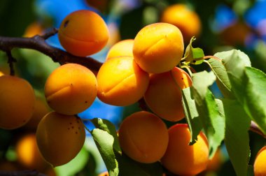 Kayısı vitaminle dolu sulu bir meyvedir. Bir çiftlikte kayısı yetiştirirsin. Hasatınızdan taze kayısıların sağlığının tadını çıkarın..