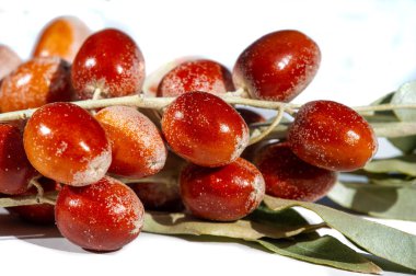 Yüksek miktarda antioksidan ve besin içeriyor. Meyveler çeşitli hastalıklar için geleneksel tıpta yaygın olarak kullanılır. Kurak iklimlerde iyi yetişir.