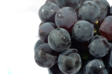 Beyaz arka planda sulu siyah üzümler. Şarap severler için ideal. Taze ve lezzetli siyah üzümler. Yemek hazır..