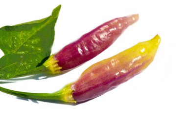 Eşsiz ve aromalı biber çeşitleri. Bahçende mor biber yetiştir. Tabaklarına biraz acı biber ekle..