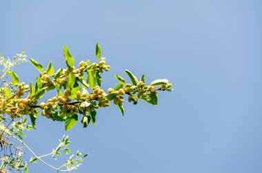 Dut meyvelerinin müshil etkisi vardır ve halk tıbbında sıkça kullanılır. Vitamin ve gıda boyası açısından zengin. Morus çok yönlü bir bitki. Lezzetli ve lezzetli dut