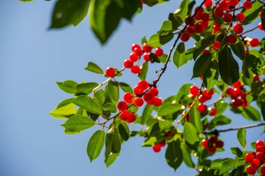 Besin zengini kirazlar ve C vitamini sulu ve sağlığınız için iyi olan olgun kirazlar. Vejetaryen diyeti için ideal. Lezzetli ve sağlıklı atıştırma seçeneği