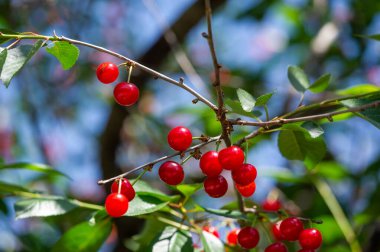 Kiraz, vitamin bakımından zengin sulu ve olgun bir meyvedir. Vejetaryen aperatifi olarak vişnelerin sağlığının tadını çıkarın. Daha fazla vitamin ve antioksidan almak için diyetinize kiraz da ekleyin.