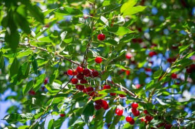 Besin zengini kirazlar, vitaminlerle dolu. Sulu ve olgun kirazlar vejetaryenler için idealdir. Temel besinlerle dolu sağlıklı bir atıştırmalık..