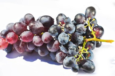 Hasat mevsiminde üzüm bağının güzelliğinin tadını çıkar. Sarmaşıktan gelen olgun ve sulu üzümleri tat. Özenle toplanmış üzümlerden yapılan şarabın zengin tadını çıkarın..