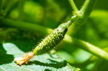 Taze ve narin salatalıklı salatalık salatalar ve turşular için idealdir. En iyi tat ve kalite için organik olarak yetiştirilmiştir.