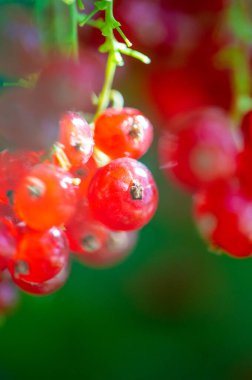 Çok güzel bulanık bir arka plan. Parlak kırmızı frenk üzümleriyle vurgulanmış. Tek bir kırmızı frenk üzümünün ince detaylarını yakalıyorum. Sığ alan efektleriyle çarpıcı görüntüler oluştur.