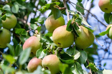 Fotoğraflarınızdaki sulu, olgun armutların özünü yakalayın. Bu vitamin zengini meyvenin sağlık yararlarını öğren. Armut dilimleri kullanarak kırsal ve sanatsal düzenlemeler oluştur.