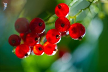 Kırmızı frenk üzümlerinin sersemletici yakın çekim görüntüleri arka planda bulanıklaşır. Frenk üzümünün karışık detaylarını ve canlı renklerini yakalar. Sığ alan derinliği ile yemek fotoğraflarının görsel çekiciliğini arttırır.