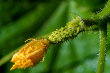 Çıtır çıtır olsun diye taze salatalık. Şişkinlik benzersiz bir görünüm verir. Salata ve turşu tariflerine harika bir ilave..
