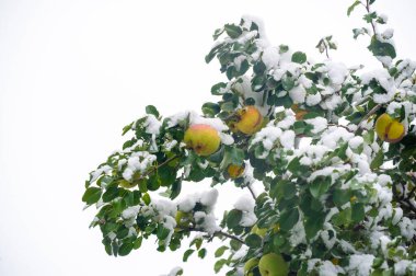 Fotoğraflarınızdaki canlı renkleri ve sulu armutları yakalayın. Bu vitamin zengini meyvenin sağlık yararlarının tadını çıkarın. Olgun armut dilimleriyle fotoğraflarınıza kırsal bir dokunuş ekleyin.