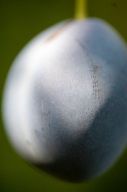 Erik, vitamin açısından zengin sulu ve olgun bir meyvedir. Evde erik yetiştirmek onları bahçenizde yetiştirmenize yardımcı olacaktır. Diyetindeki bu lezzetli ve besleyici meyvenin tadını çıkar..