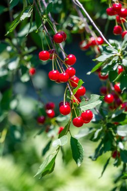 Vitamin ve antioksidan açısından zengin. Sağlıklı bir vejetaryen diyeti için ideal. Lezzetli ve olgun. Parlak bir tadı var. Atıştırmak ya da yemeğe eklemek için besleyici bir seçenek.