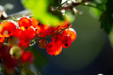 Geçmişi bulanık, çarpıcı fotoğraflar. Parlak kırmızı üzümleri odak noktasına getiriyor. Sanatsal ve görsel olarak çekici bir görüntü oluştur.