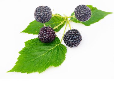 Vitamin ve antioksidan zengini. Smoothie eklemek ve atıştırmak için idealdir. Vejetaryen diyeti için idealdir.