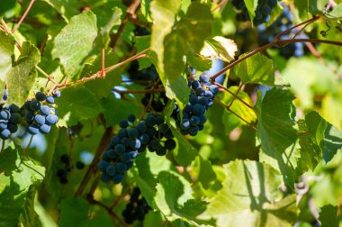 Şarap yapma sanatını şaraptan cama tecrübe edin. Kendini çiftçilik ve hasat dünyasına ver. Meyveden şaraba giden üzümleri keşfedin..