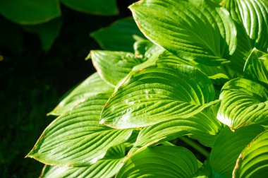 Hostat yapraklarının büyüleyici güzelliğiyle kendini huzur dolu bir dünyaya daldır! Karmaşık desenler ve yeşilin gölgeleri gözler ve ruh için rahatlatıcı bir vaha yaratır. Yeşil Sığınak
