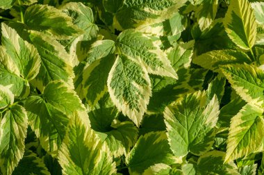 Aegopodyum podagraria Variegata peyzaj projelerinde sınır veya sınır fabrikası olarak kullanılabilir.