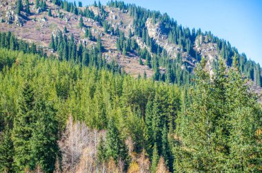 Kendinizi canlı sonbahar renkleri cennetine daldırın. Sonbaharın gölgeleriyle Tien Shan 'ın nasıl canlandığını hisset. Doğanın senfonisinin zıt paletinden büyülen..