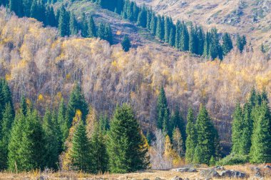 Resimli dağların arasına kurulmuş büyüleyici bir ormanı keşfedin. Tien Shan ladin ağaçlarının parlak yeşil renkleriyle nefes kesici güzelliğinin tadını çıkarın..