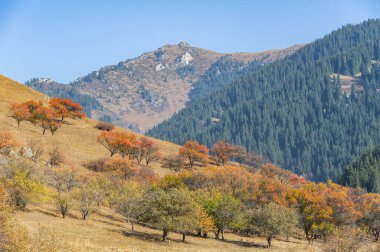 Tien Shan dağlarındaki sonbaharın dingin güzelliğinin tadını çıkar. Manzarayı süsleyen görkemli köknar ve huş ağaçlarına hayran olun. Büyüleyici kayalıkların ve nefes kesici manzaraların arasında kaybol.