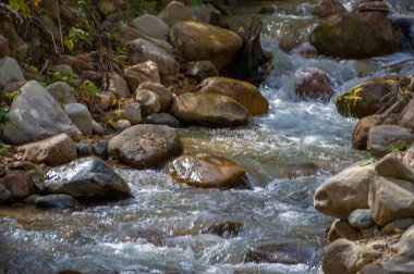 Bir dağ deresinin üzerindeki sonbahar ağacının dalları. Sonbahar havası tam gaz! Kaprisli bir yolculukta bize katılın, sonbahar yapraklarının dinginliğine dalın, Autumnescape