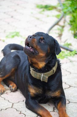 Korkusuz ve otoriter gardiyan sessizce güç hissi yayar Rottweiler yaşamının özünü somutlaştırır.