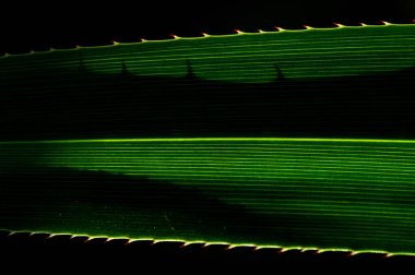 Tropikal yapraklarla evinize ya da işyerinize biraz tropik hava katın. Dekoruna biraz yeşillik ve tropikal yapraklar ekle. Bereketli tropikal bitkilerle rahatlatıcı ve sakin bir atmosfer oluşturun..