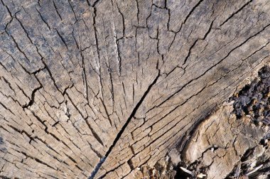 Bahçeniz veya bahçeniz için doğal, kırsal bir dekorasyon. Bitki tezgahı ya da masa tabanı olarak kullanılabilir. Açık alanlara biraz doğa ve karakter katar.