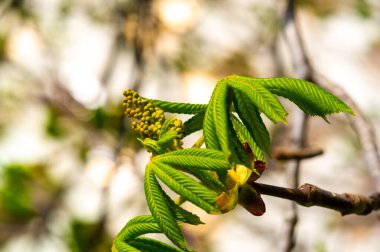 Kış uykusundan sonra yeni filizler ortaya çıkıyor. Yeni başlangıçları ve yenilenmeyi sembolize ediyorlar. Güzel narin kestane tomurcukları yaklaşan çiçekleri vaat ediyor..