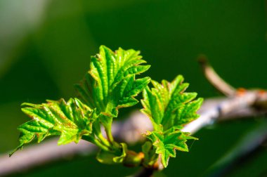 Doğada ortaya çıkan taze ve parlak bir filiz. Yenilenmeyi simgeliyor. Büyüme. ve yeni başlangıçlar. Umudu temsil ediyor. Dayanıklılığı. Ve yeni bir mevsim vaadi..