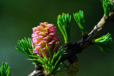 Çam ağaçlarının dallarındaki parlak pembe kozalakların eşsiz güzelliği. Baharın gelişini bu çarpıcı doğal manzarayla kutlayın. Doğanın harikalarını tecrübe et.