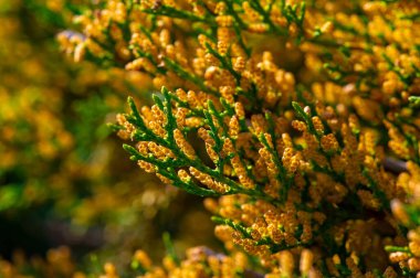 Ardıçkuşları selvi familyasına ait bitkilerdir. Kokulu yaprakları ve mavi, mor ya da böğürtlen kozalakları ile tanınırlar. Ardıçkuşları peyzaj yapmak ve cini tatlandırmak için kullanılır.