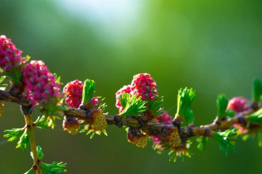 Pembe karaçam konisi yeşil çam dalının arka planında göze çarpar. İlkbahar manzarasına canlı bir renk katar. Doğanın güzelliği bu basit ama güçlü görüntüde gösteriliyor..