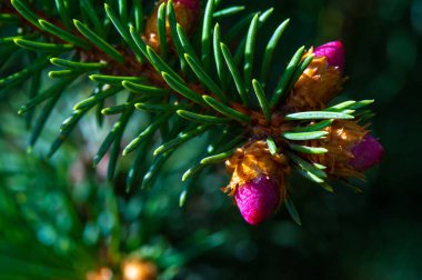 Pink pine cones add a touch of natural beauty to any space. Ideal for spring decor or as a calming reminder of nature. Bring the calming energy of the forest into your home clipart