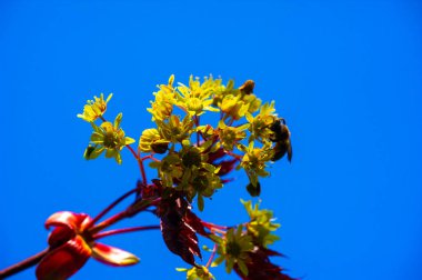 Acer Rubrum, Kuzey Amerika 'nın doğusunda bulundu. Parlak kırmızı sonbahar yapraklarıyla karakterize edilmiş. Çeşitli toprak türlerine ve büyüyen koşullara karşı dirençli. Kuşlar ve sincaplar için yaşam alanı ve yiyecek sağlar..