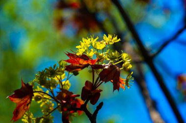 Kırmızı akçaağaç, sonbaharda parlak kırmızı yapraklı hızlı büyüyen bir ağaçtır. Nemli ve bataklık bölgelerde iyi yetişir ama daha kuru toprak koşullarına uyum sağlayabilir. Akçaağaç pekmezi yapmak için kırmızı akçaağaç özü kullanılabilir..