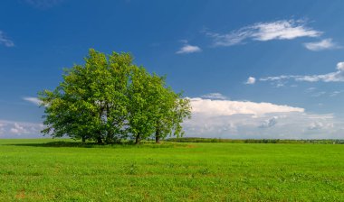  Bahar, genç yeşil buğday güneşte yetişir, ılıman ülkelerde yetişen en en önemli bitkidir, buğday, ekmek yapmak için toprak, vs. 