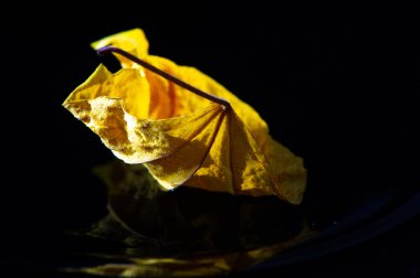 Yüksek kalitede kurumuş amber yaprağı. Çay demlemek ya da yemek tarifleri eklemek için ideal. Antioksidan ve vitamin açısından zengin. Bitki çayı koleksiyonuna harika bir katkı..